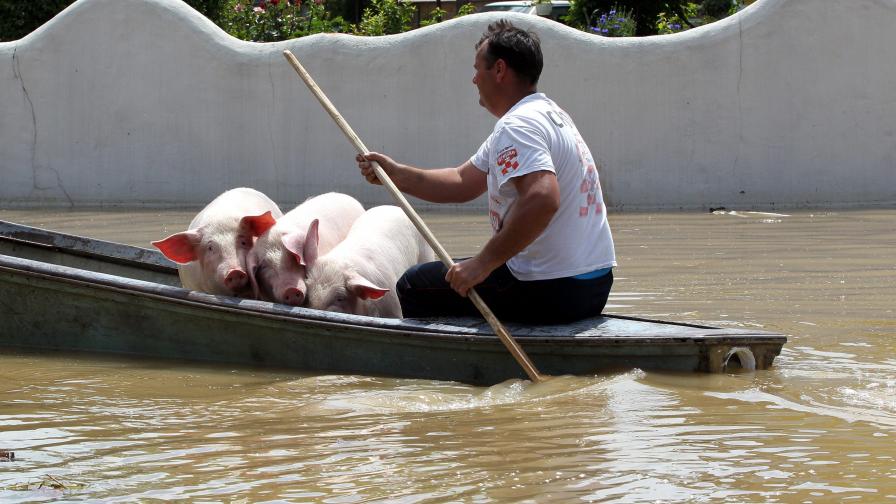 Ново бедствие заплашва Западните Балкани – удавените животни