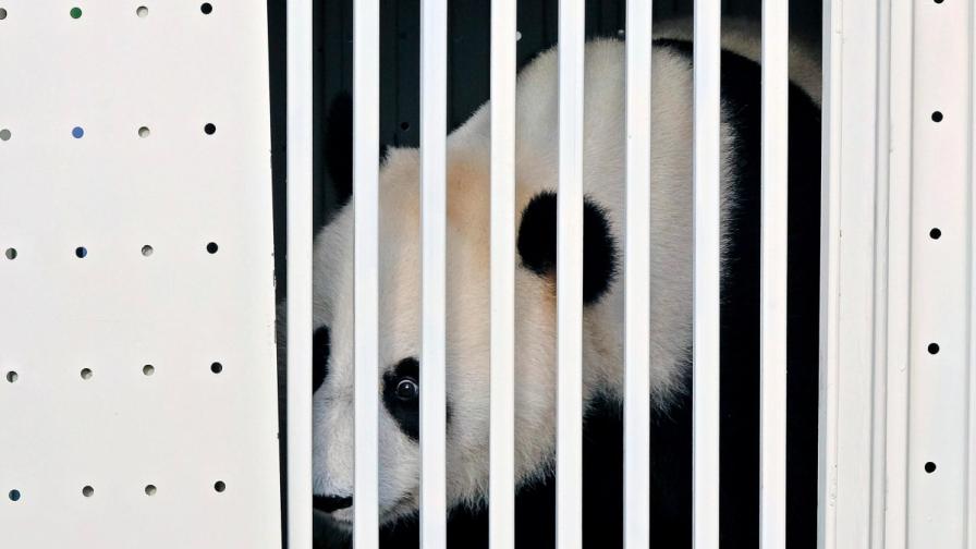 Женската панда Фънг И пристига в Малайзия