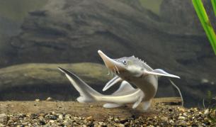 Есетрите в река Дунав изчезват