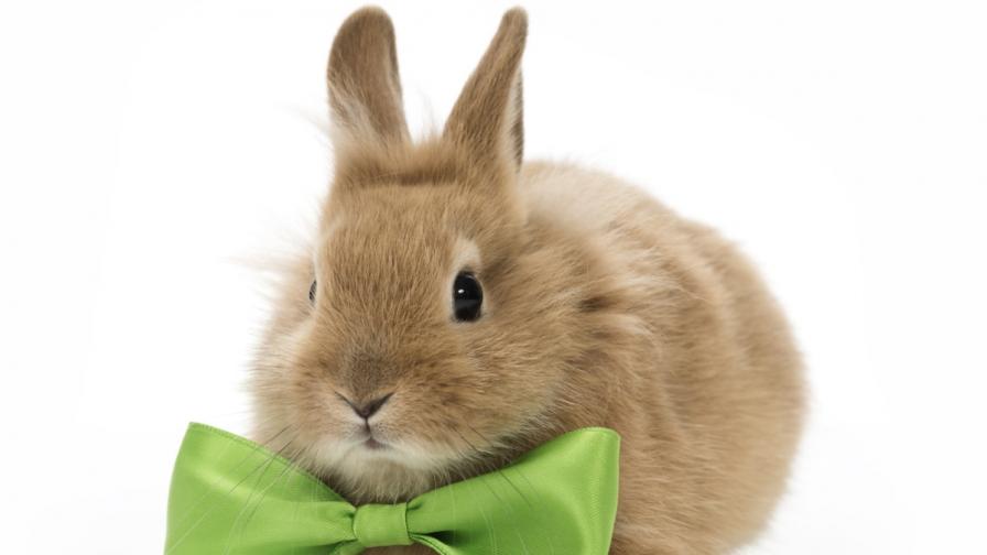 Фирми за даване на зайци под наем просперират