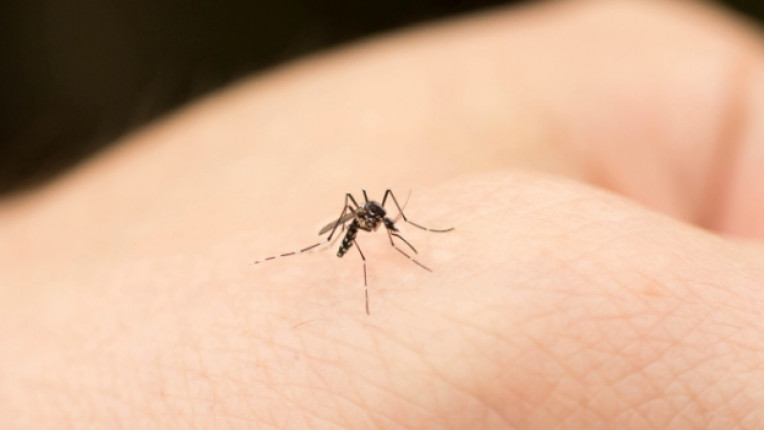  7 обстоятелството за комарите, които евентуално не знаете 