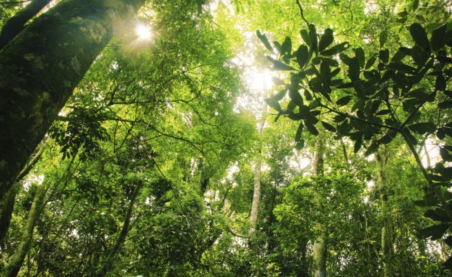 ООН: Половината горски видове в света са застрашени