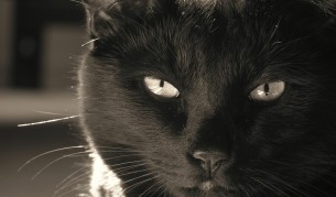 Коте нинджа се ядосва, че го снимат.