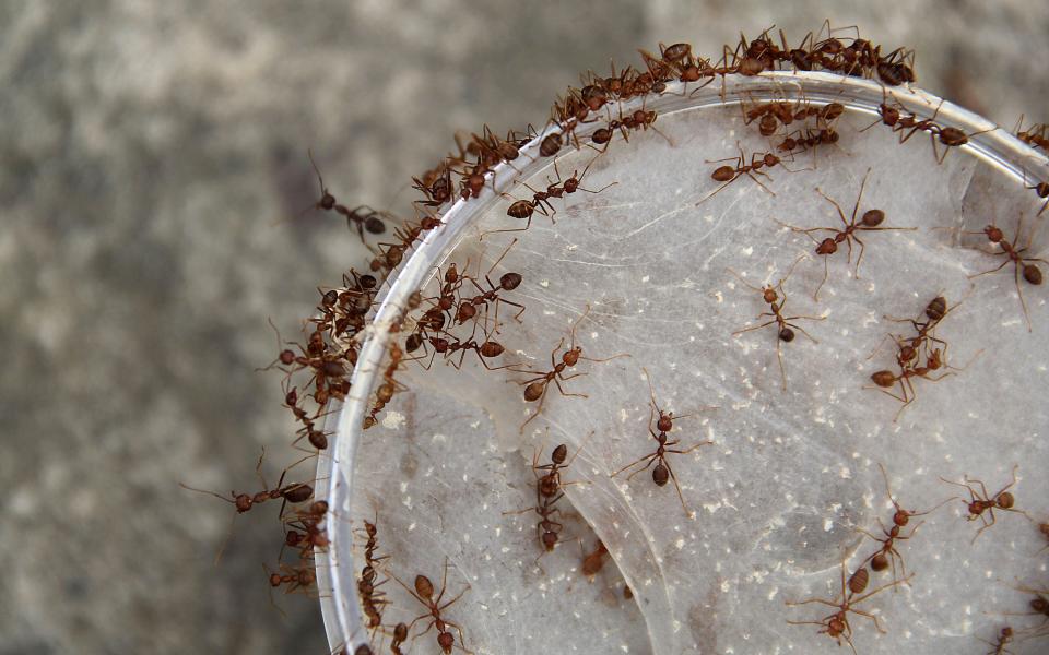 Мравки налазиха Уругвай