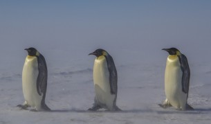 Императорски пингвини