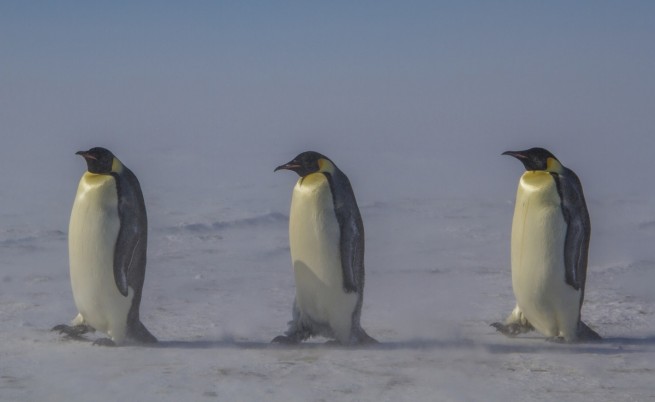 Климатът кара императорски пингвини да тръгнат на поход