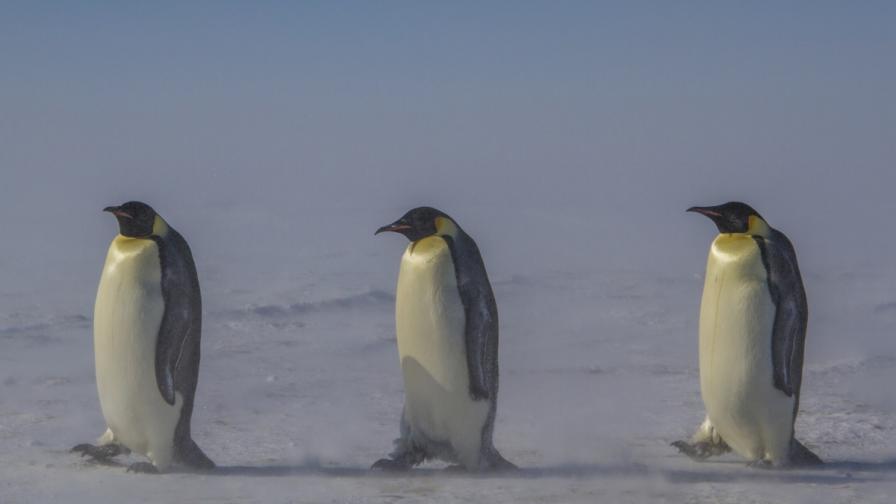 Тъмната страна на пингвините