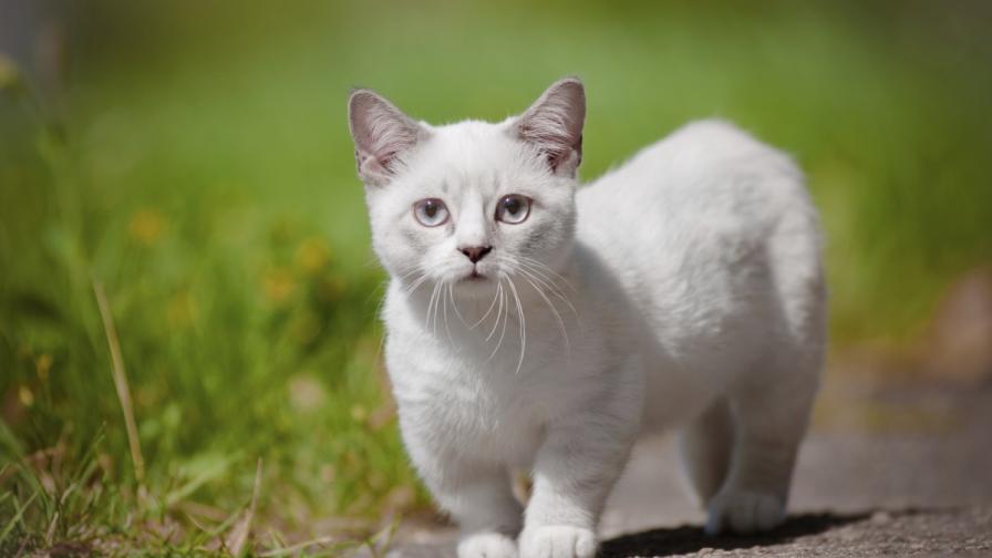 Пиксел гони рекорда за най-ниска котка в света