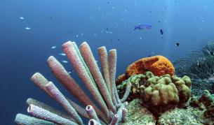 Кораловите рифове в Карибско море изчезват до 20 години?