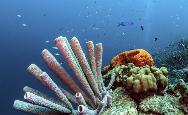 Кораловите рифове в Карибско море могат да изчезнат до 20 г.