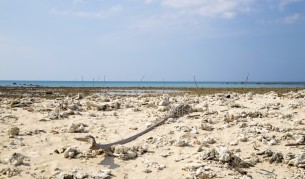 Ел Ниньо ще доведе до климатични катаклизми