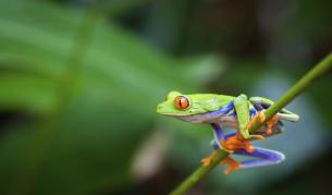 Какво определя стила на подскоците при жабите