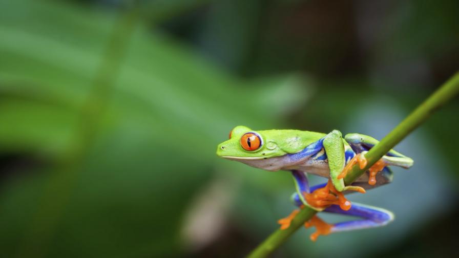 Какво определя стила на подскоците при жабите