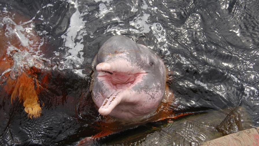 Ще спасим ли това чудо на природата – речния делфин