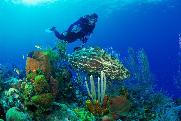 Морското дъно крие неподозирани вълшебства, които хората също могат да опознаят и обикнат. Разнообразна цветна палитра от пъстри риби, водорасли, корали, морски звезди се разкрива пред всеки, дръзнал да покори света под водата и да се гмурне към тайнствата на морското дъно.