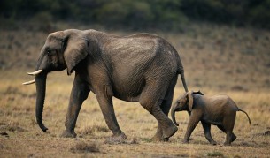 Идва ли краят на слонове, полярни мечки и носорози?