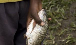 Учени свързаха изчезването на видове с детското робство