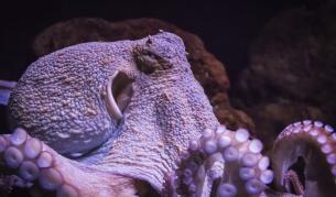 Вид октоподи печелят приза "майка на годината"