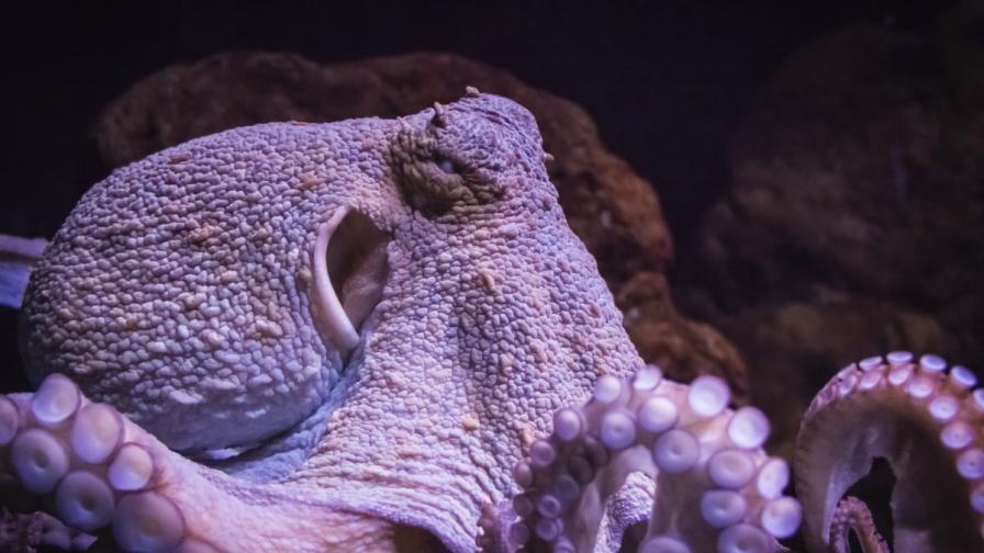 Вид октоподи печелят приза "майка на годината"