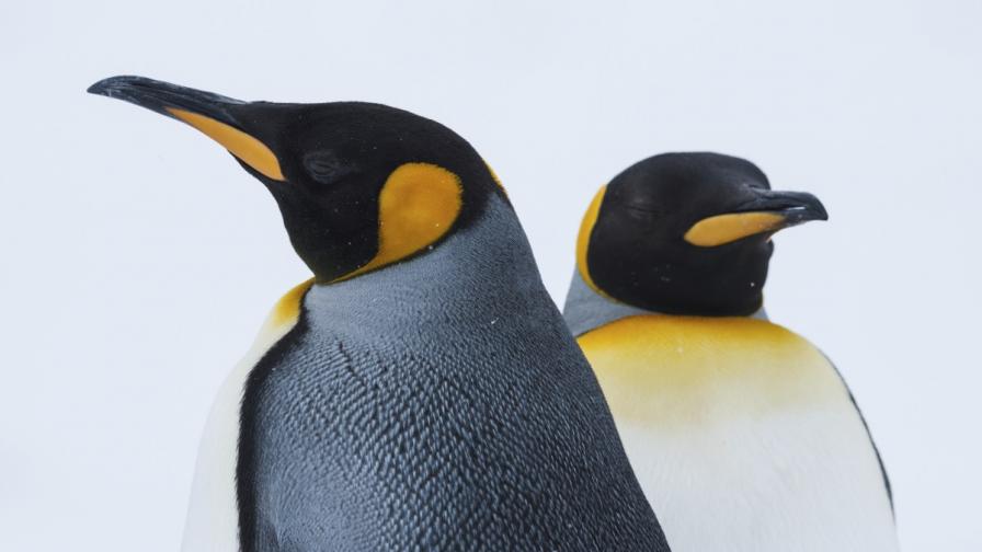 Най-големите пингвини сега – императорските