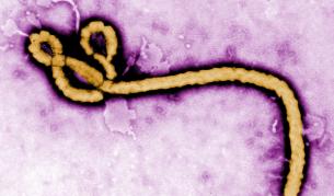 СЗО: В Нигерия вече няма ебола