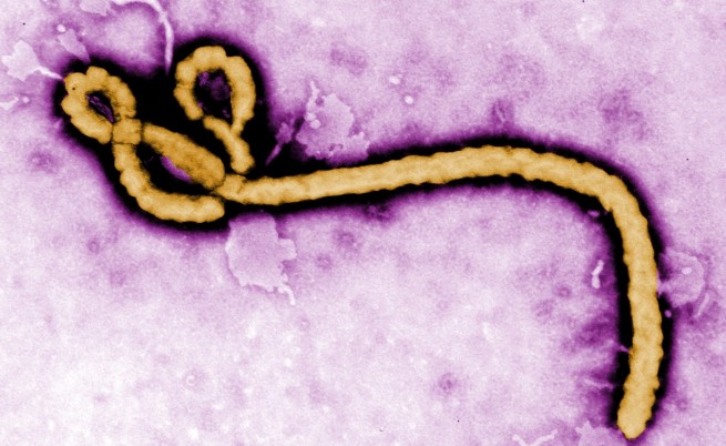 Нов проблем с еболата - да бъде открит източникът на вируса в природата