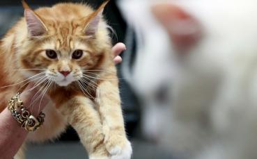 Гневната котка представя книга