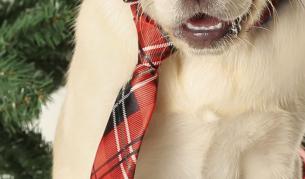 Куче бе избрано за кмет на американско село