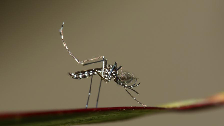 В Бургас откриха две огнища на опасни тигрови комари
