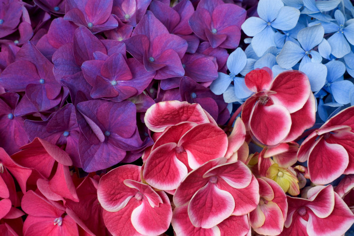 Прелестни хортензии - снимка 21