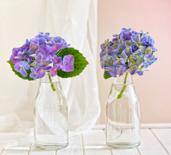 Прелестни хортензии - снимка 8