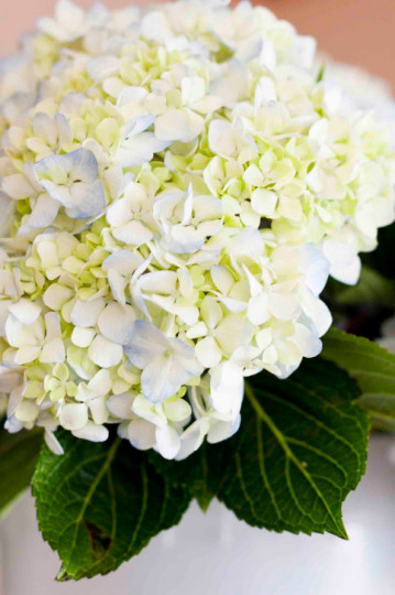 Прелестни хортензии - снимка 6