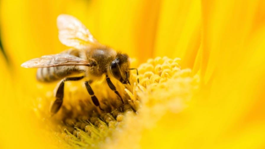 Пчелите имат изненадващо добро зрение