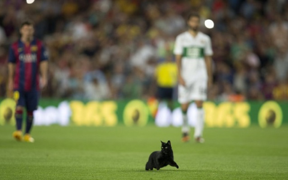 ВИДЕО: Черна котка смути за кратко Барселона