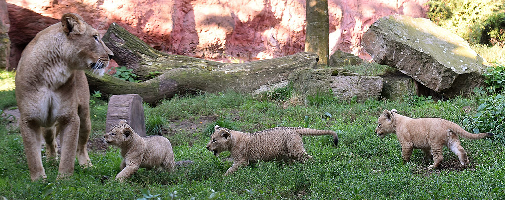 Три берберски лъвчета следват майка си в зоологическата градина в Хановер, Германия. Те са родени на 1 юли. В дивата природа се смятат за изчезнал вид.