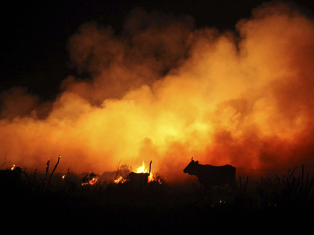 Крава на фона на горския пожар в Кадис, Испания. Огънят тръгнал в близост до основната испанска магистрала А-7. Наложило се е около 200 души да бъдат евакуирани.