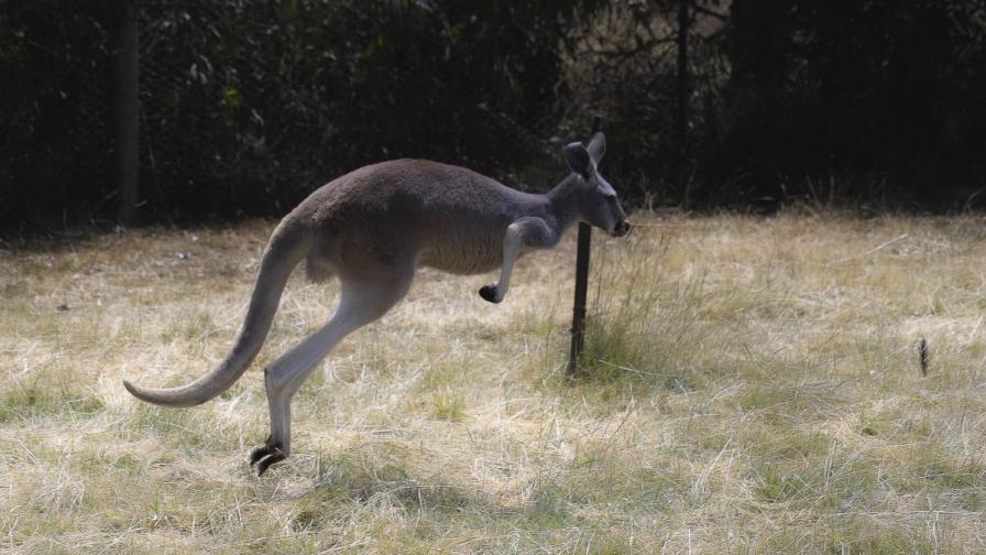 Семейство кенгурута загинаха от отравяне в хасковския зоопарк