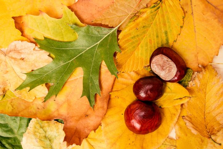 Любимите очарования на есента - снимка 9