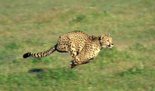 Гепардите изразходват малко енергия, докато ловуват
