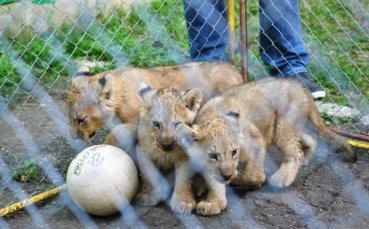 Лъвчетата в Разград ще се казват Моци, Дяков и Стоянов?!