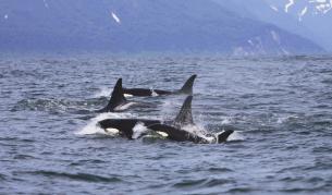 Дрон засне впечатляващи кадри на косатки