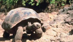 Костенурките се завърнаха на островите Галапагос