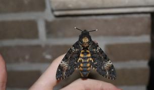 Във Великобритания се появи пеперуда Мъртвешка глава