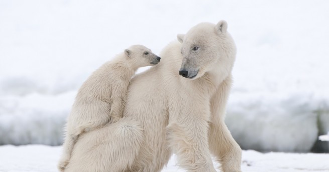 Руските власти разследват незаконен лов на полярни мечки на остров