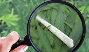 Учени: Марихуаната свива мозъка