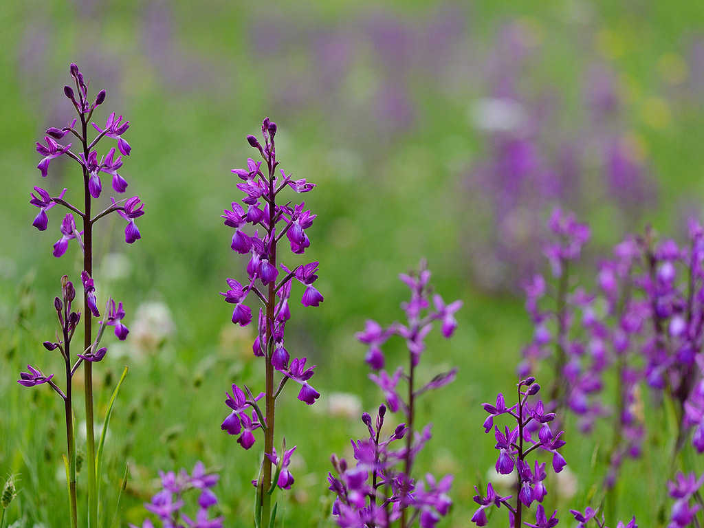 Блатен салеп (Anacamptis laxiflora) край Бяла река, Ивайловградско. Районът на Маджарово и Ивайловград е рай за любителите на орхидеите. Тук могат да се видят над 26 вида от тези красиви цветя, сред които пеперудоцветният салеп (Orchis papilionaceaе), включен в Червената книга на България, орхидеята пирамидален анакамптис (Anacamptis pyramidalis), двурогата и паяковидна пчелици (Ophris cornuta, Ophrys mammosa). Само тук в България се среща и орхидеята дремников главопрашник (Cephalanthera epipactoides ).