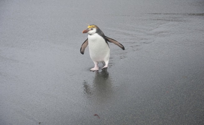 Тюлени подлагат пингвини на сексуален тормоз