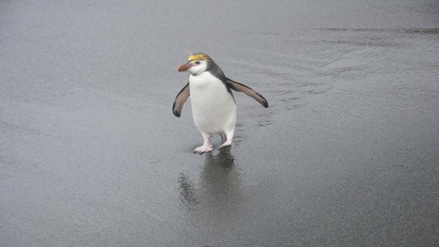 Нова заплаха дебне кралския пингвин