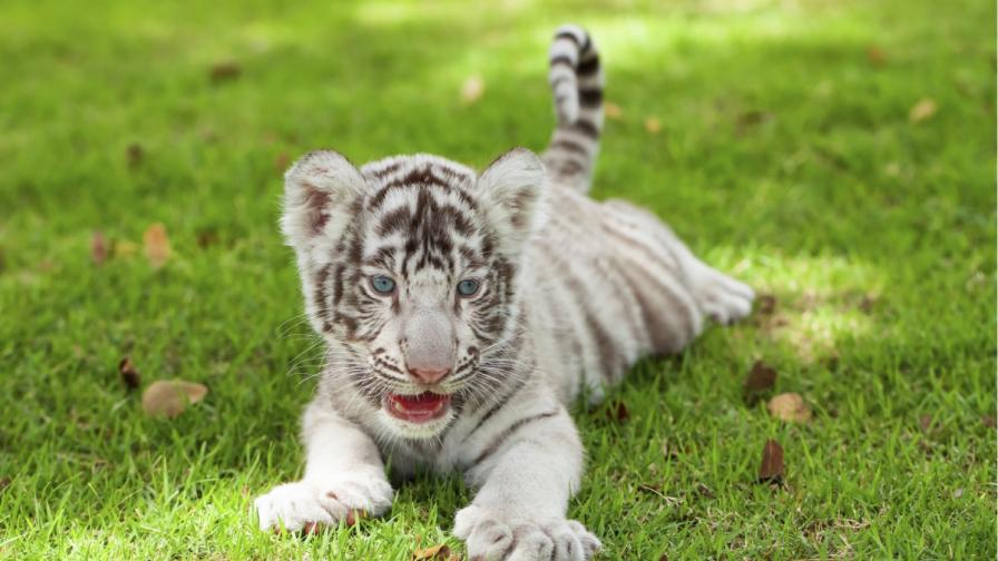 Новородено бяло тигърче се опитва да реве (видео)