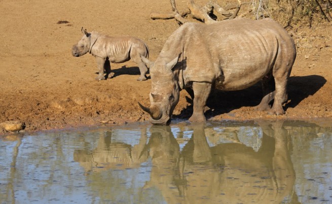 Рекорден брой носорози са убити в Южна Африка тази година